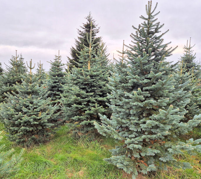 Korktanne vom Weihnachtsbaumhof Tacke aus Halver